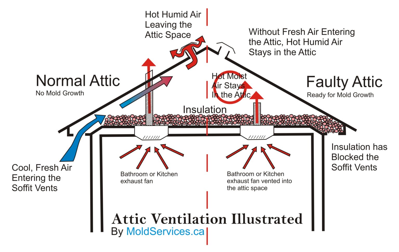 #1 Rated Attic Mold Removal in Toronto - Mold Guy
